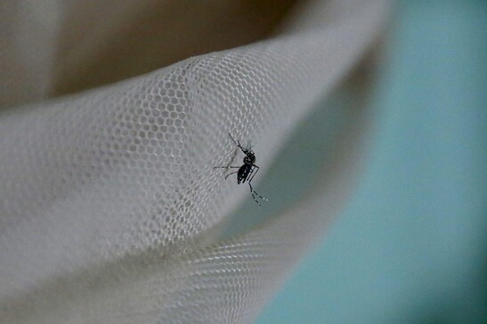 Il Perù dichiara lo stato di emergenza sanitaria per la dengue